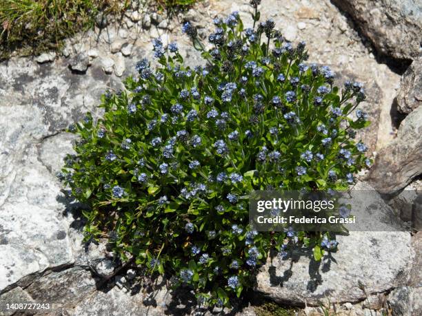 Speedwell Forrest 33 Rock Speedwell Stock Photos, High-Res Pictures, and Images - Getty ...