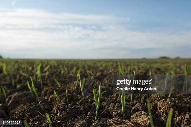 close up of seedlings in crop field - natural phenomena stock pictures, royalty-free photos & images