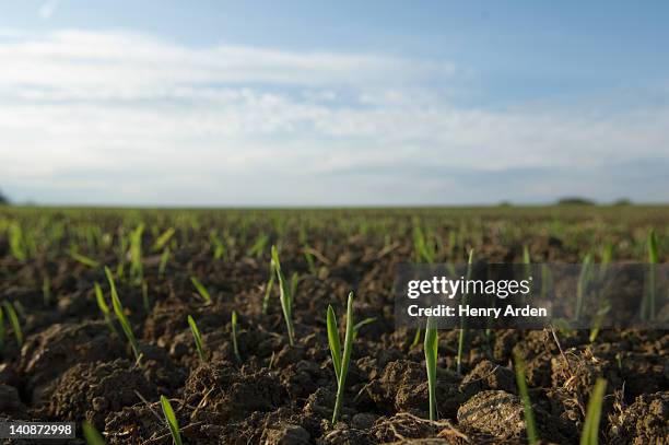 close up of seedlings in crop field - crop stock pictures, royalty-free photos & images