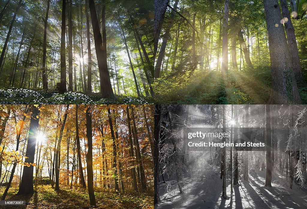 Views of four seasons of forest