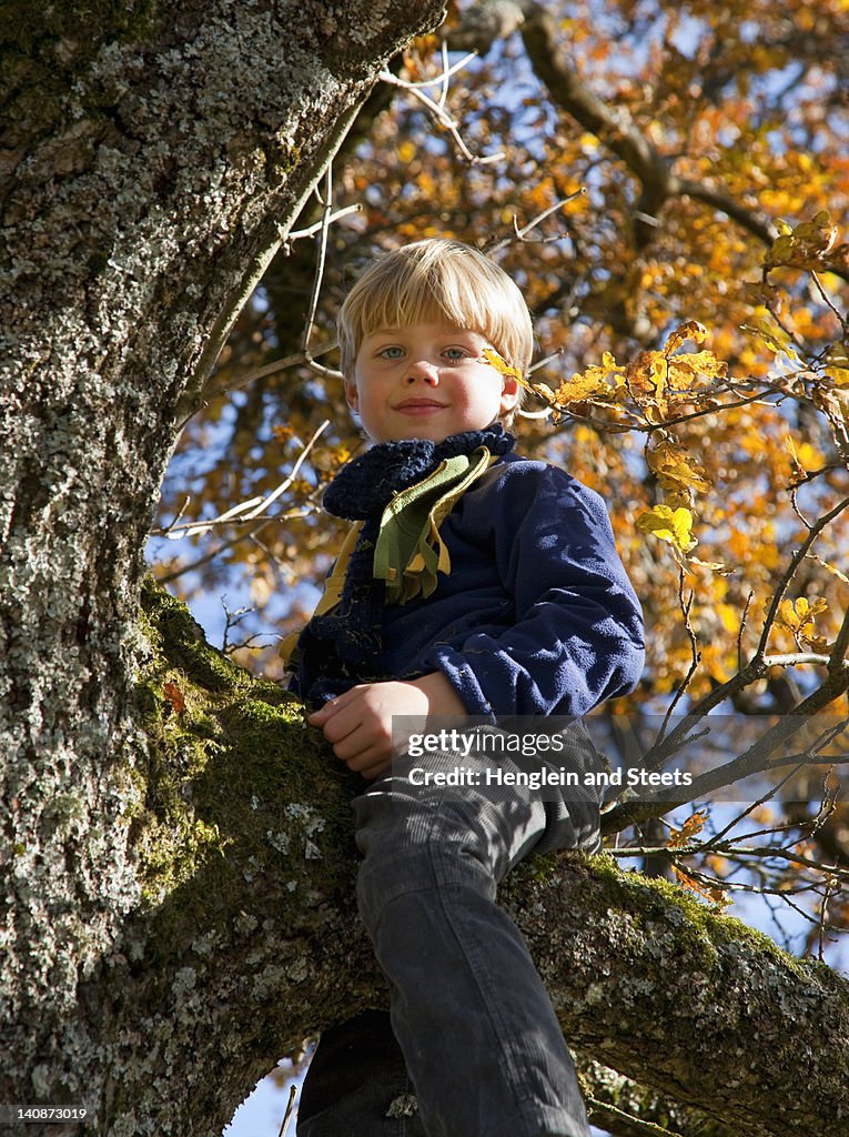 Boy playing in tree