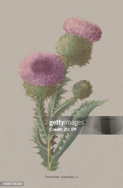 baumwolldistel (onopordum acanthium), chromolithographie, veröffentlicht 1886 - distel stock-grafiken, -clipart, -cartoons und -symbole