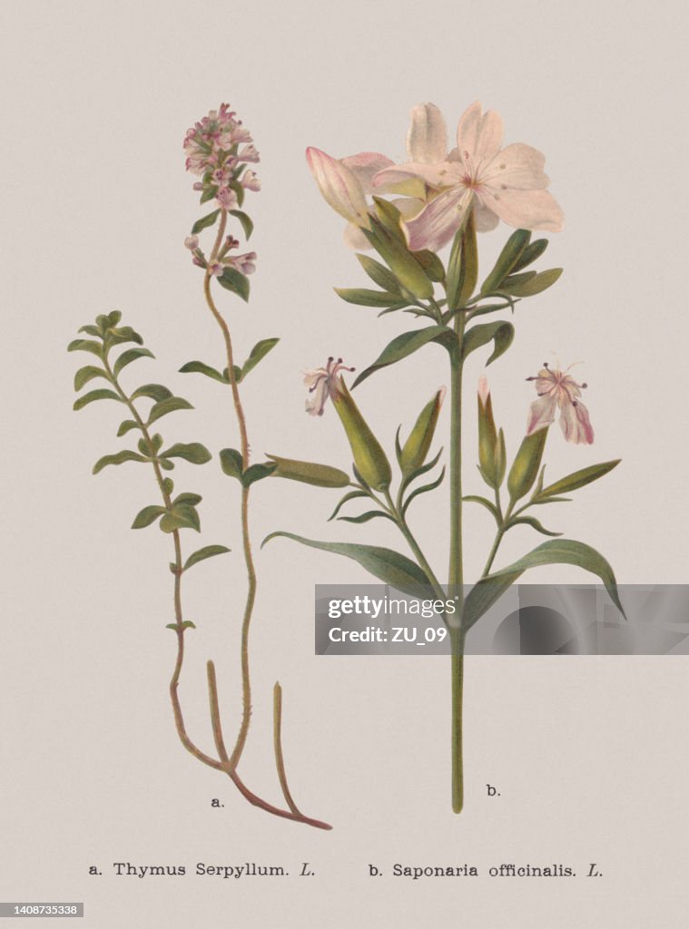 Autumn flowers (Lamiaceae, Caryophyllaceae), chromolithograph, published in 1886