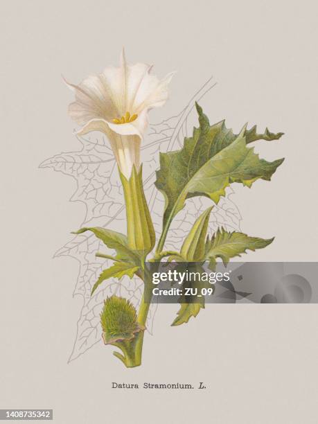 97 Datura Illustrations - Getty Images