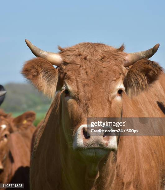 close up look into the face of a tan cow - close up of cows face stock pictures, royalty-free photos & images