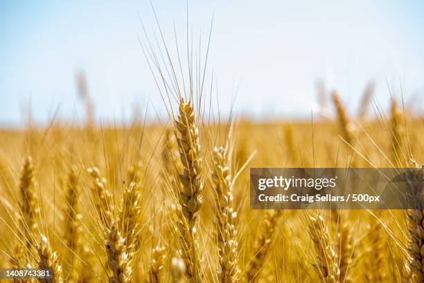 close-up of wheat field against sky,canada - volkorentarwe stockfoto's en -beelden