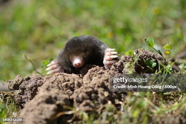 talpa europaea european mole taupe maulwurf chut chi - molehill stock pictures, royalty-free photos & images