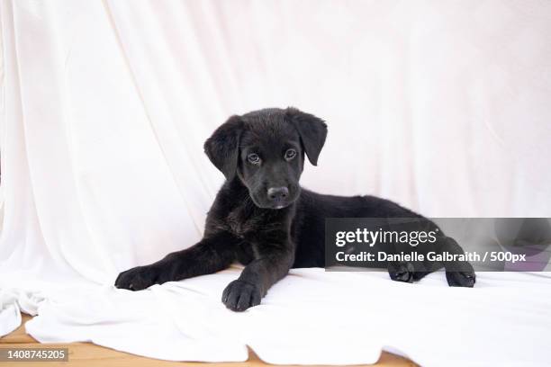 Lab Ox Lab Ox Photos and Premium High Res Pictures - Getty Images