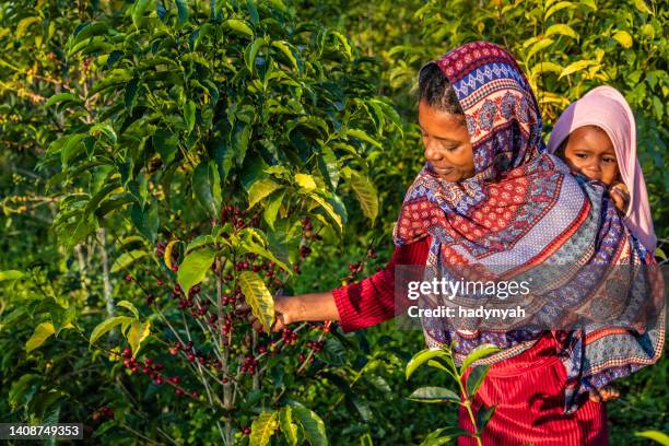 young african woman collecting coffee cherries, east africa - picking up coffee stock pictures, royalty-free photos & images