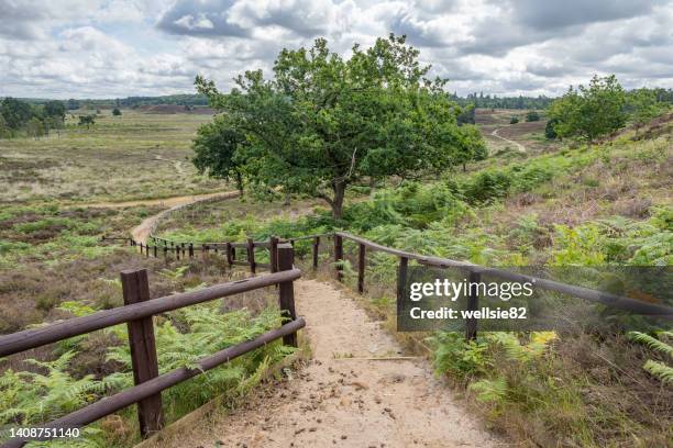 steps down to dersingham bog - norfolk england stockfoto's en -beelden