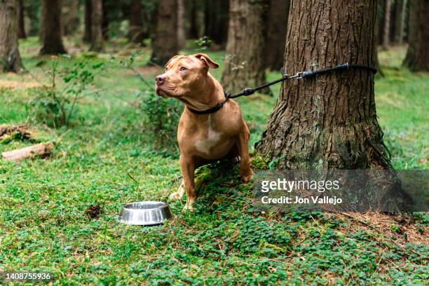pit bull dog abandoned tied up in a tree in the middle of a forest. - dog agility stock pictures, royalty-free photos & images