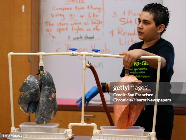 Seventh grader Alfonso Gomez displays a lung infused with tar alongside a healthy one to demonstrate the dangers of smoking, vaping and lung cancer...