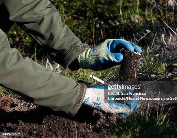 National Park Service biologist Michael Chassé plants a Franciscan manzanita seedling at the Presidio in San Francisco, Calif. On Wednesday, Feb. 21,...