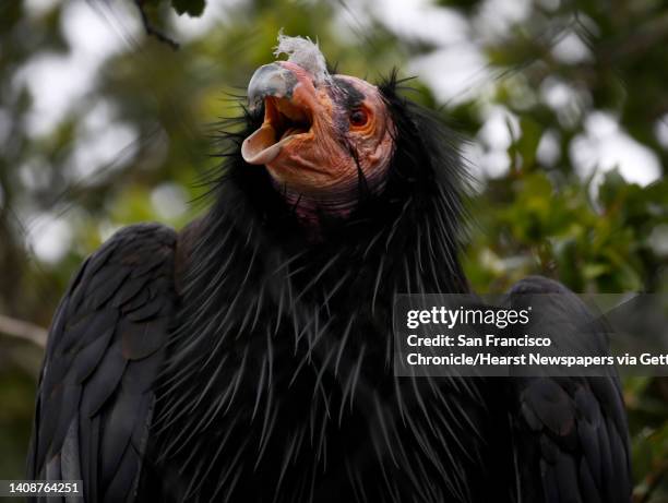 California condor roosts in a tree at the California Trail exhibit at the Oakland Zoo in Oakland, Calif. On Wednesday, June 20, 2018. The exhibit...