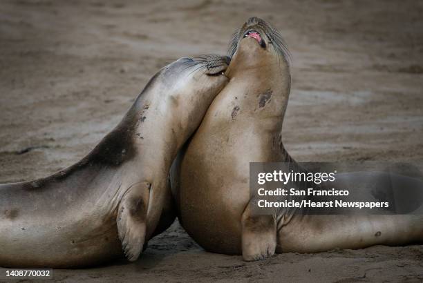 85 Elephant Seal Young Female Photos and Premium High Res Pictures - Getty Images 85 Elephant Seal Young Female Photos and Premium High Res Pictures - Getty Images
