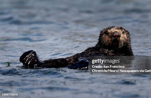 Sea otter floats on the surface of Elkhorn Slough in Moss Landing, Calif. On Thursday, April 12, 2018. Marine biologists from the Monterey Bay...