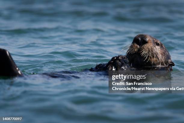 Sea otter floats on the surface of the water at Elkhorn Slough in Moss Landing, Calif. On Thursday, April 12, 2018. Marine biologists from the...