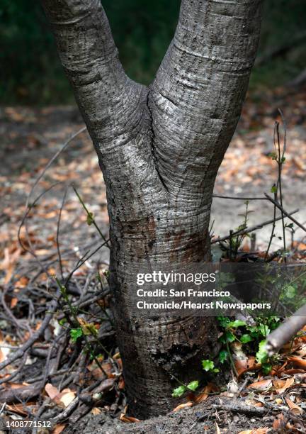 Swollen Tree Trunks 1,015 Tree Trunk Disease Stock Photos, High-Res Pictures, and Images ...