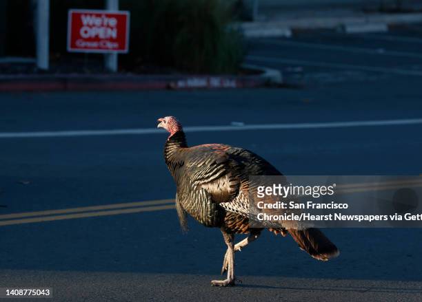 Wild turkey crosses Monroe Street at the University Village shopping center in Albany, Calif. On Saturday, Nov. 21, 2020. The big birds have become...