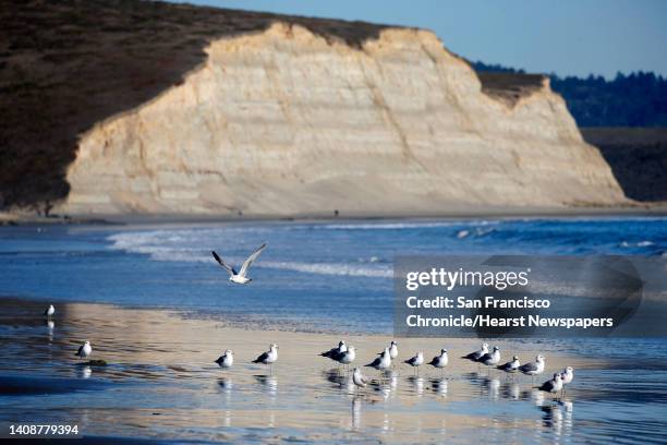 Point Reyes Surf Point Reyes National Seashore Photos and Premium High Res Pictures ...