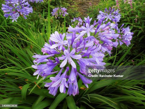 a big cluster of flowers of  'lily of the nile' flowering plant showing their magnificent presence. agapanthus africanus. amaryllidaceae family. - african lily fotografías e imágenes de stock