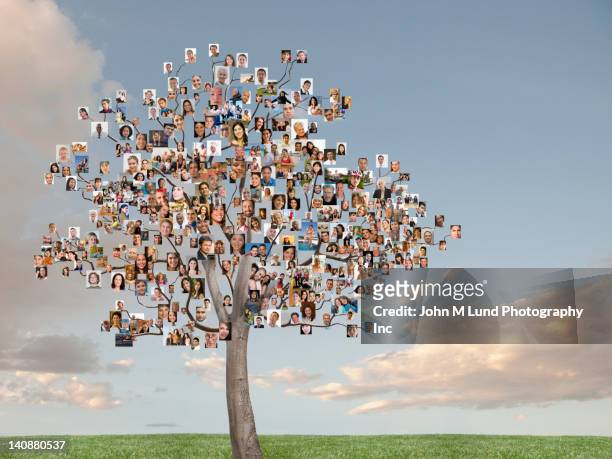 tree with photographs as leaves - family tree stock pictures, royalty-free photos & images
