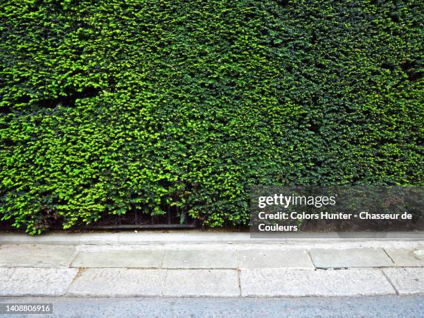 close-up of a thick thuja hedge with cobbled and asphalt street in london, england, uk - american arborvitae stock pictures, royalty-free photos & images