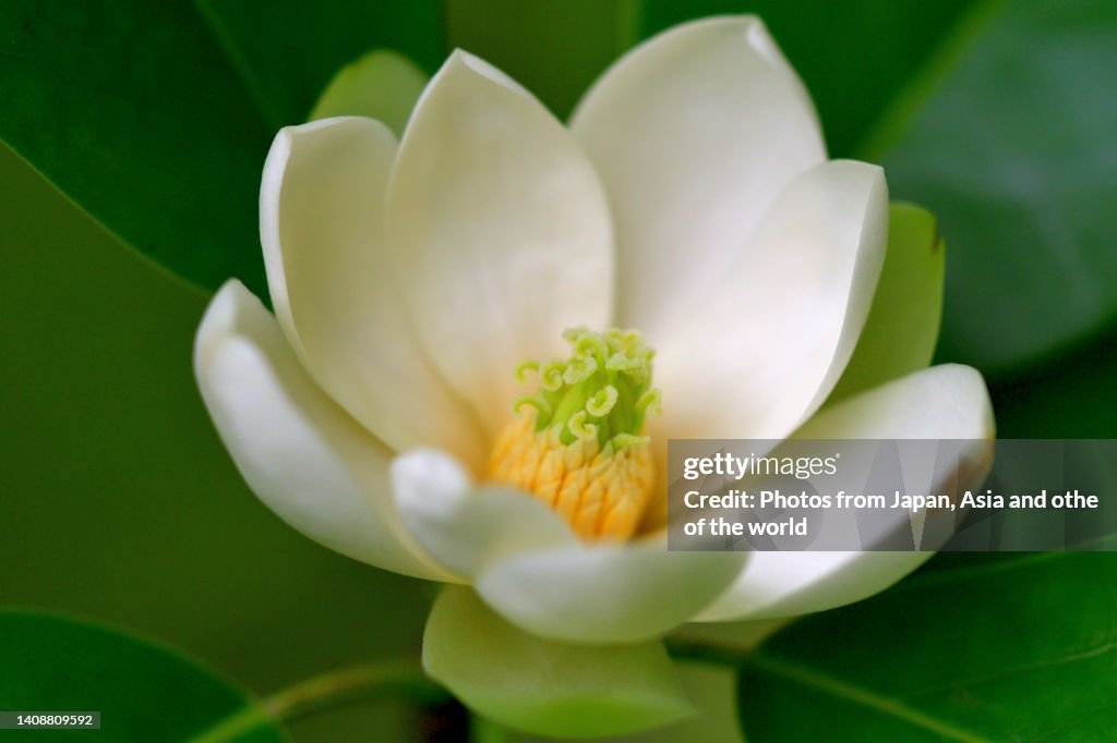 Magnolia virginiana / Sweet Bay Magnolia
