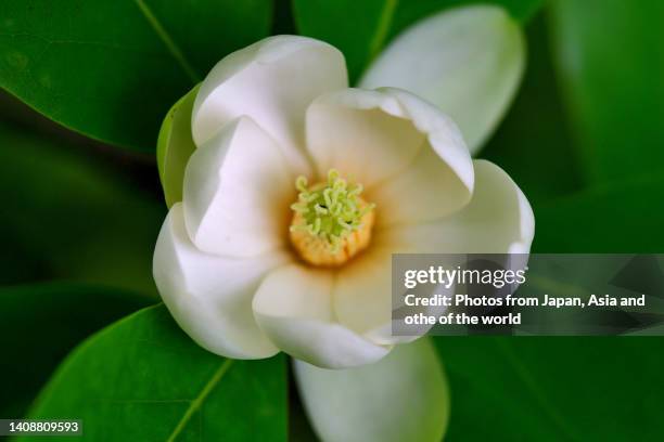 magnolia virginiana / sweet bay magnolia - magnolio fotografías e imágenes de stock