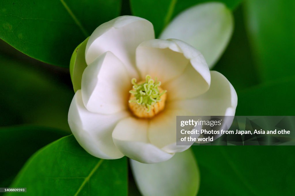 Magnolia virginiana / Sweet Bay Magnolia