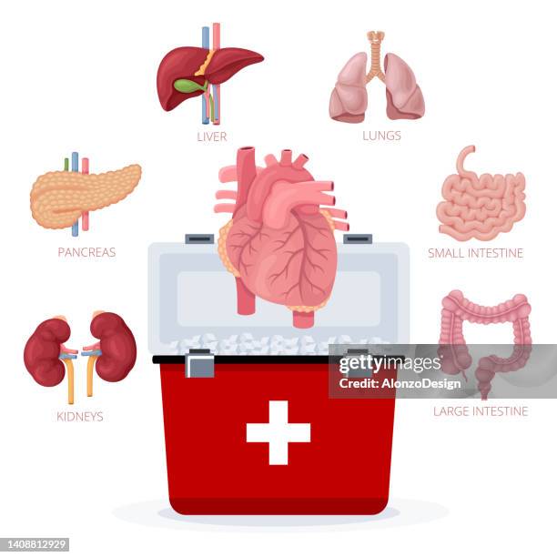 ilustraciones, imágenes clip art, dibujos animados e iconos de stock de donación de órganos humanos. - kidney donation