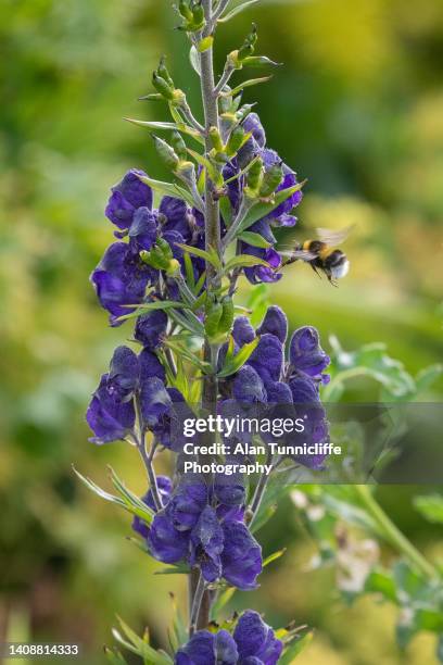 monkshood - monkshood stock pictures, royalty-free photos & images