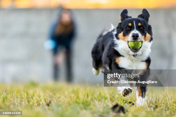australian dog with ball in mouth during a training. - dressage foto e immagini stock