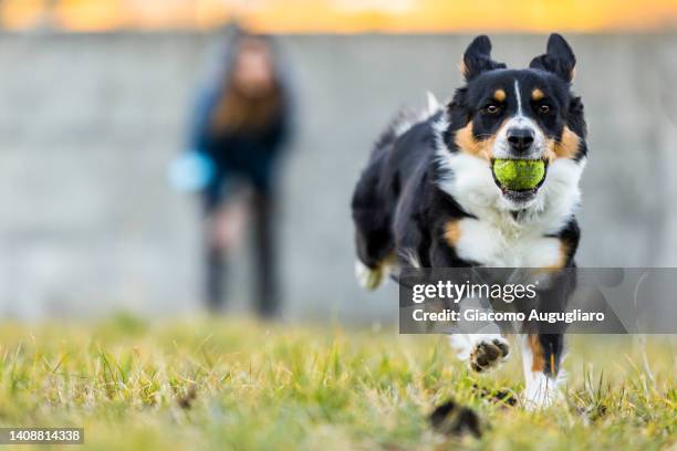 australian dog with ball in mouth during a training. - werkdier stockfoto's en -beelden