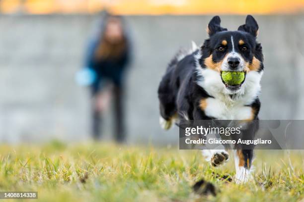 australian dog with ball in mouth during a training. - arbetsdjur bildbanksfoton och bilder