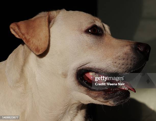 Lab Side Eye Yellow Lab Side View Photos and Premium High Res Pictures - Getty Images