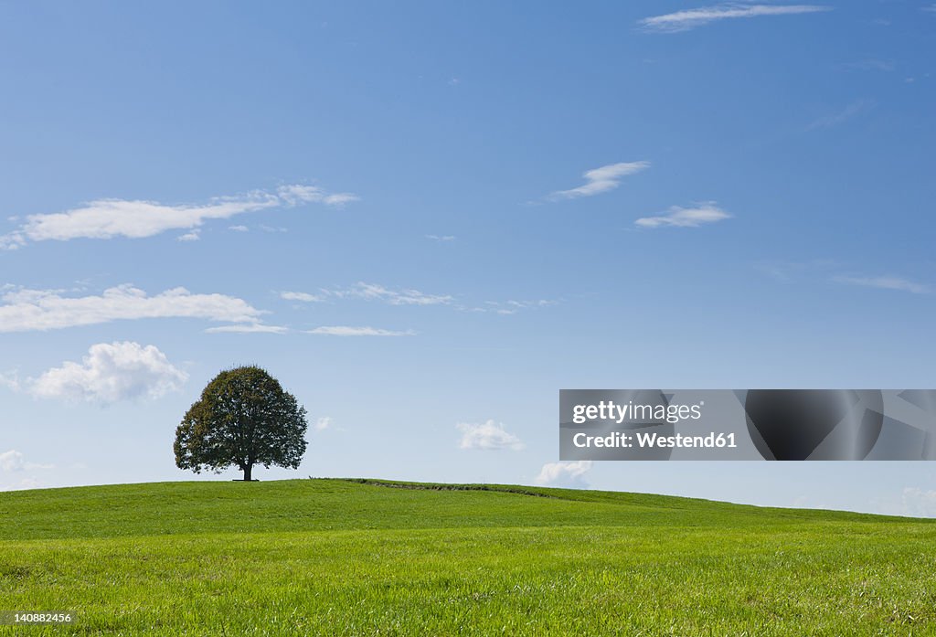 Germany, Bavaria, View of tree on landscape