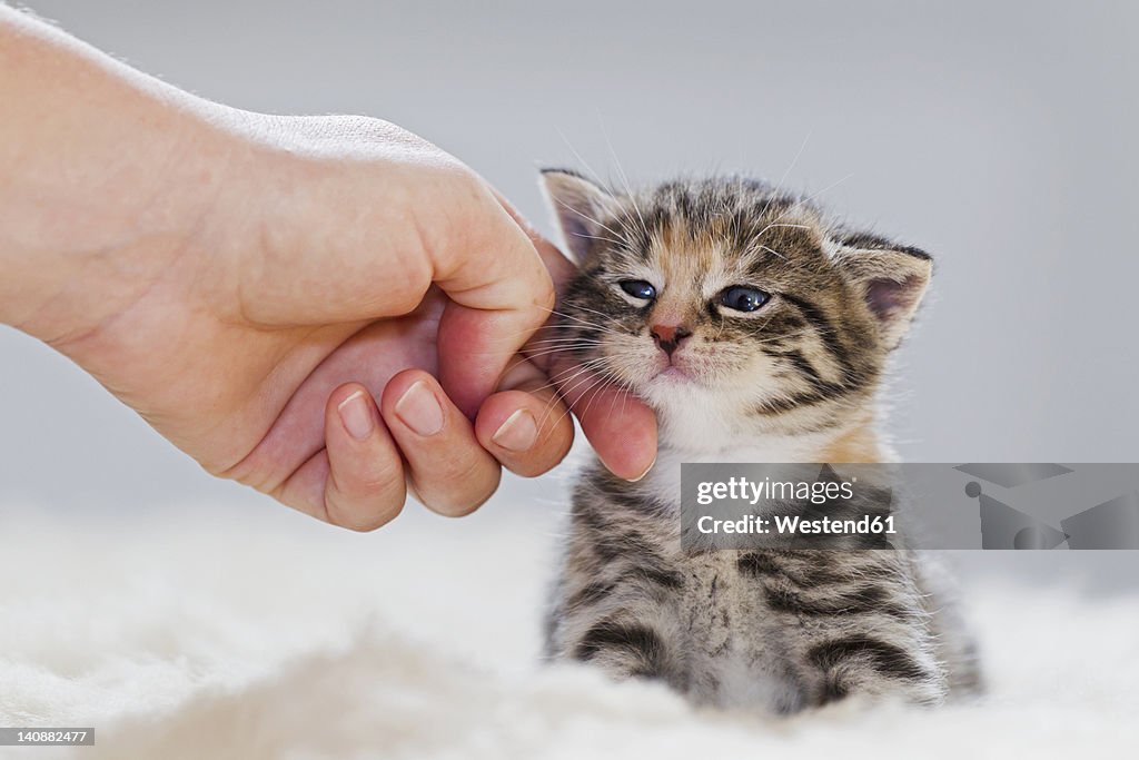 Germany, Mature woman touching kitten, close up