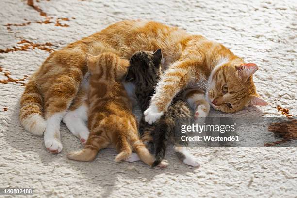 germany, cat nursing kittens, close up - maman fotografías e imágenes de stock
