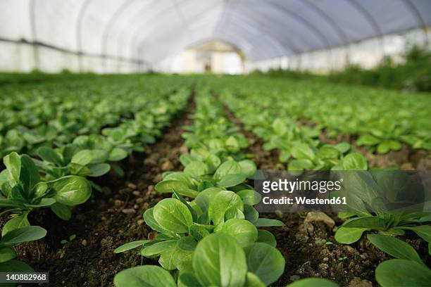germany, upper bavaria, weidenkam, view of greenhouse with lettuce - feldsalat stock-fotos und bilder