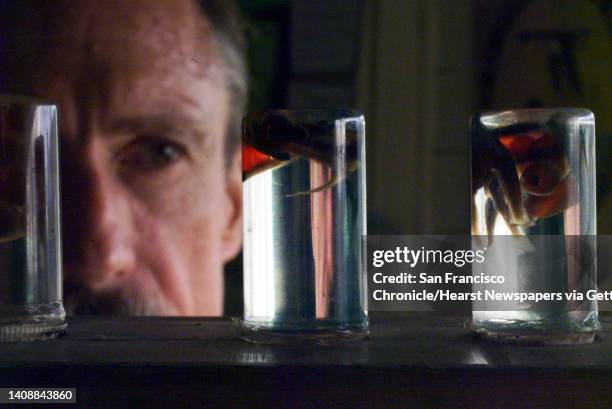 Mike Keeler, a staff biologist at the Coleman Federal Fish Hatchery near Anderson, Ca., looks over the several stages of fish as seen from eggs to...