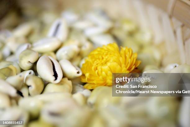 Cowrie shells are just some of the many items that are commonly found in the worship of Orishas, or deities that come from West African tradition....