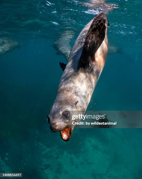 young australian fur seal performing. - ocean wildlife stock pictures, royalty-free photos & images