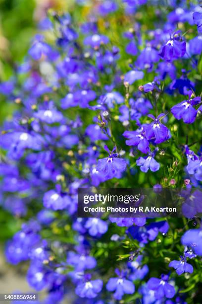 lobelia erinus 'sapphire' flowering in a pot in a july garden - lobelia stock pictures, royalty-free photos & images