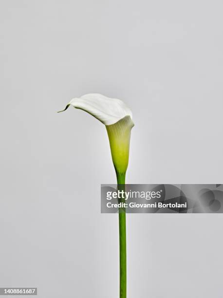 calla lily on a neutral background - calla lilies white stock-fotos und bilder