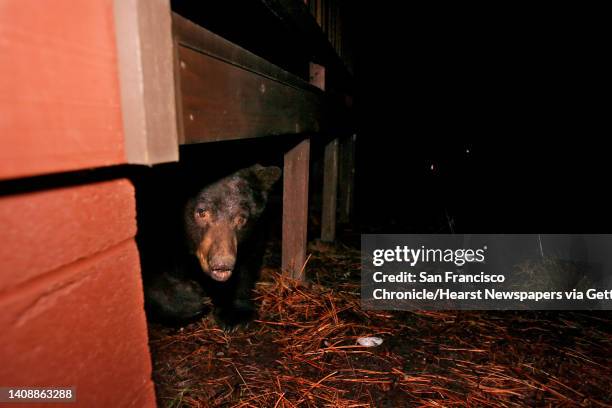 Female black bear runs out from under the deck of a house in Meyers, Ca., on Wednesday, December 13, 2006. Ann Bryant looks for and removes black...