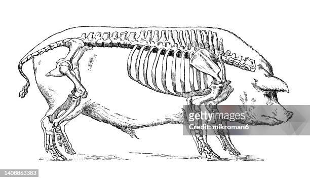 old engraved illustration of pig with skeleton and bones - vieilles fesses photos et images de collection