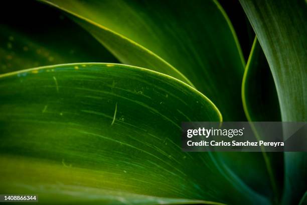 81 Bauhinia Garden Stock Photos, HighRes Pictures, and Images Getty