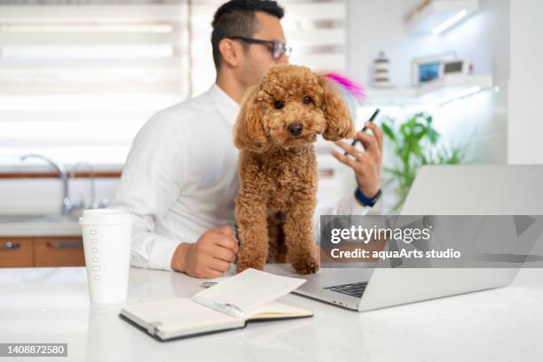 working from home with pet - dog turkey stock pictures, royalty-free photos & images