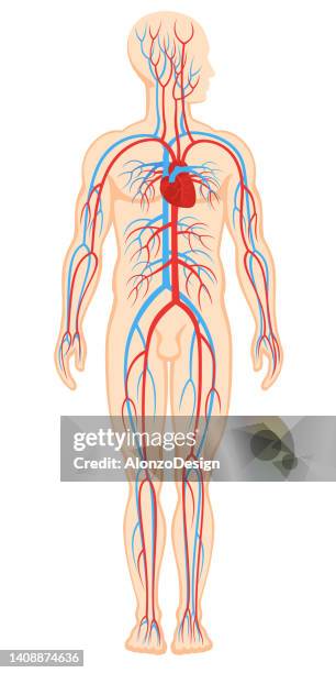 ilustraciones, imágenes clip art, dibujos animados e iconos de stock de human sistema circulatorio - arteria humana